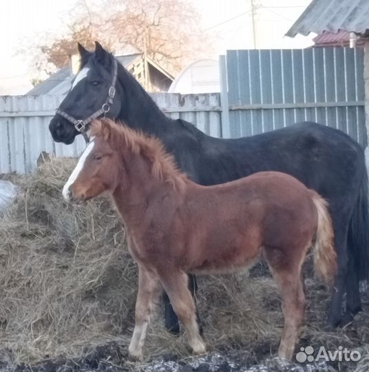 Продажа пони