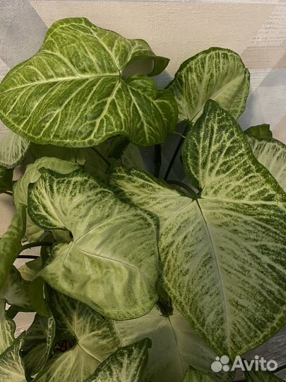 Сингониум white butterfly