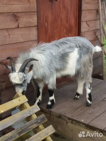 Козел для вязки