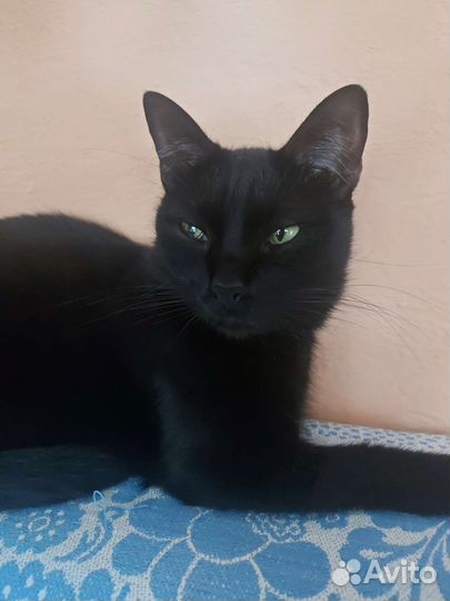 Кот Темочка