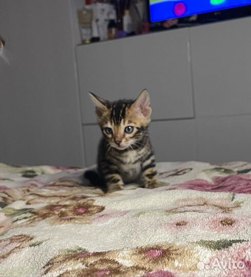 Бенгальские котята