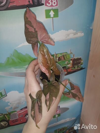 Продам цветы комнатные