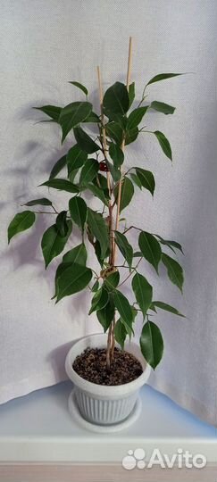 Сортовые фикусы