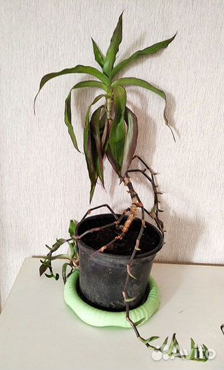 Золотой ус -лечебное растение