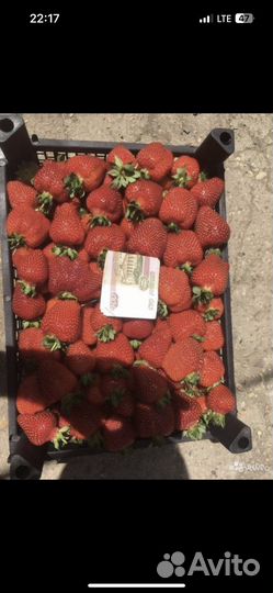 Поле клубника 1 гектар