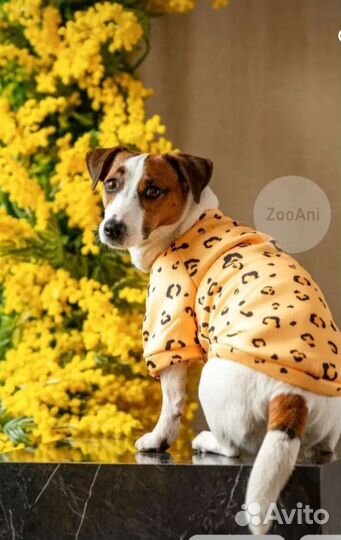 Одежда для маленьких собак и кошек