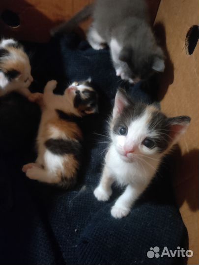 Котята в добрые руки