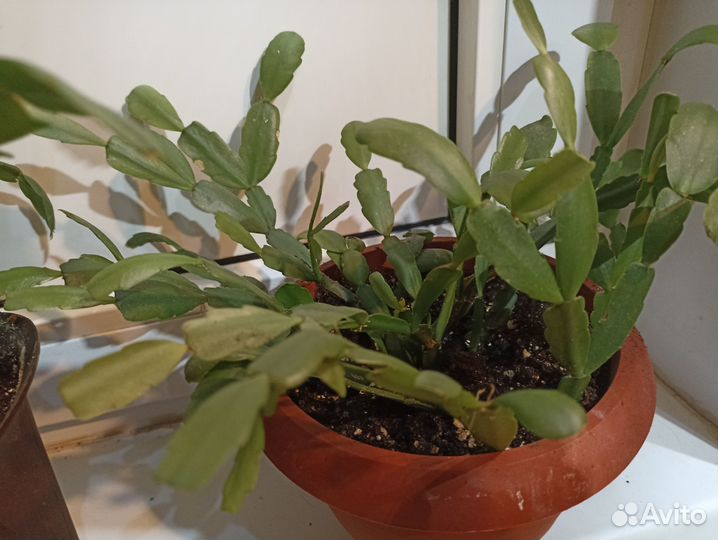 Декабристы