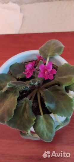 Фиалка, цветы