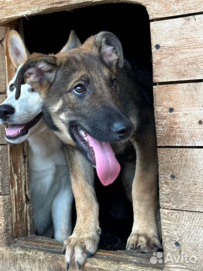 Красавица Тора в добрые руки