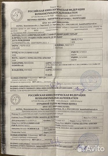 Щенки американского стаффорширского терьера