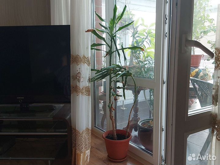 Комнатные цветы юкка