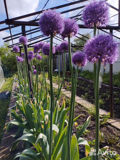 Растения для сада