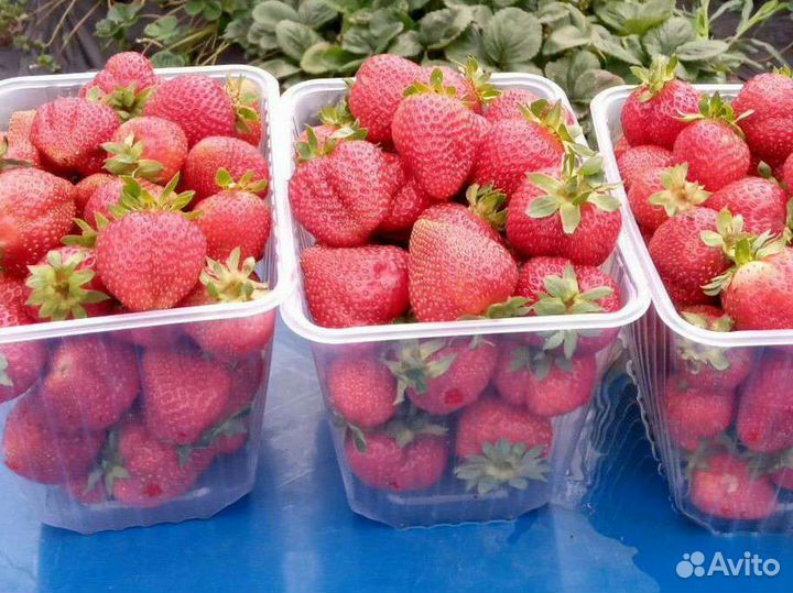 Рассада клубники ремонтантные сорта
