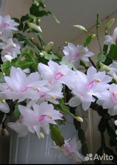 Декабрист микс