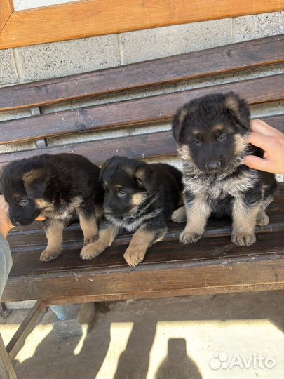 Щенки немецкой овчарки