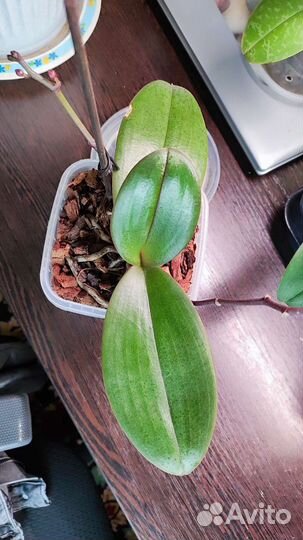 Орхидея фаленопсис