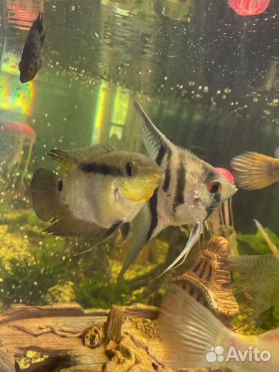 Аквариумные рыбки