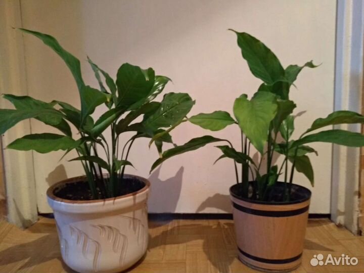 Спатифиллум