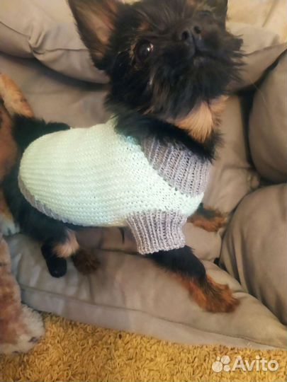 Свитерок для маленькой собачки