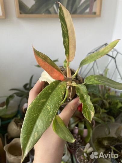 Филодендрон ring of fire