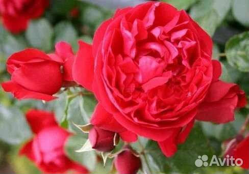 Саженцы роз плетистые, кустовые, чайно-гибридные