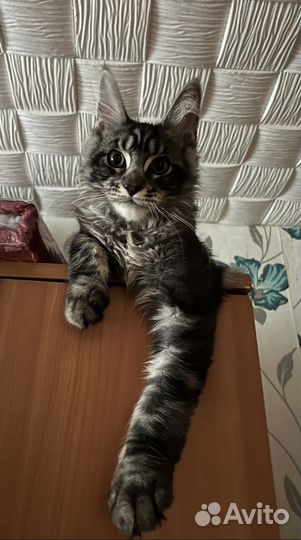 Котята мейн-кун