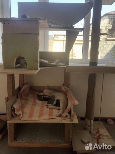 Бронь котята