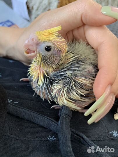 Попугай корелла птенец
