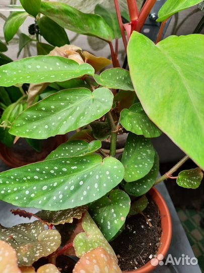 Традесканция, фиалки, бегонии Кейн