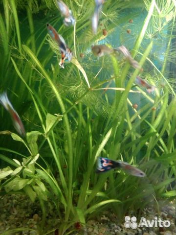 Валлиснерия