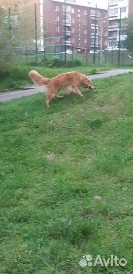 Рыжик кобель