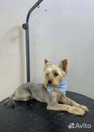 Йоркширский терьер