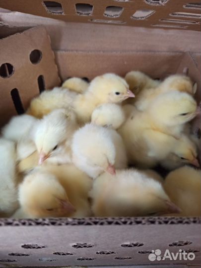 Цыплята бройлеры суточные кобб 500