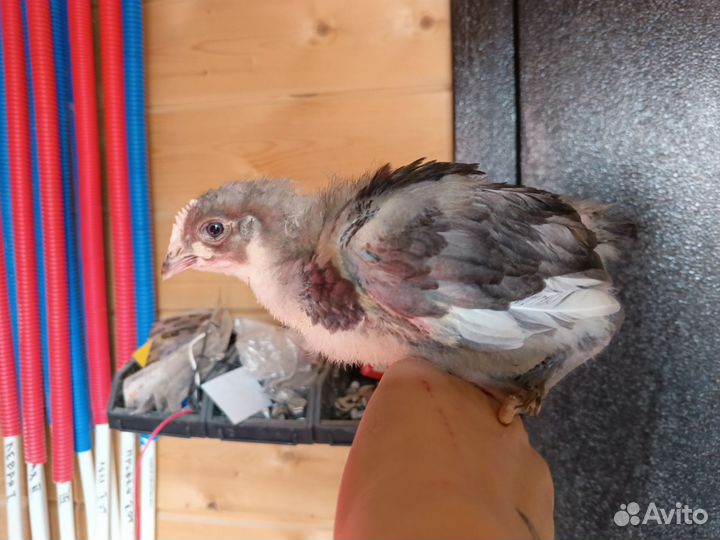 Домашние цыплята