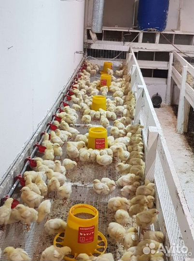 Цыплята бройлеры подрощенные