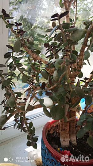 Алоэ, денежные деревья в горшках