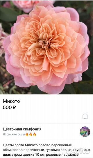 Саженцы японских роз