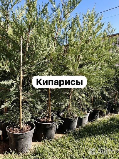 Кипарис лейланда