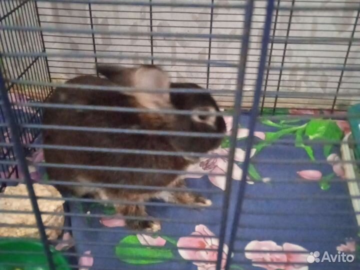 Кролик в добрые руки