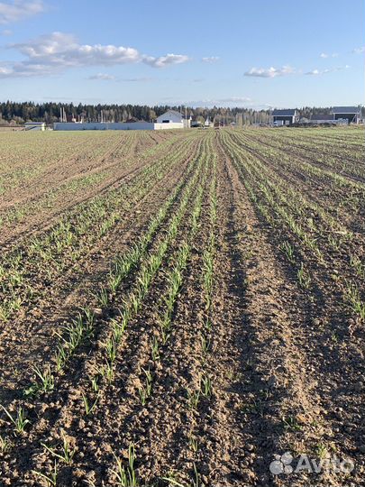 Семена озимого чеснока