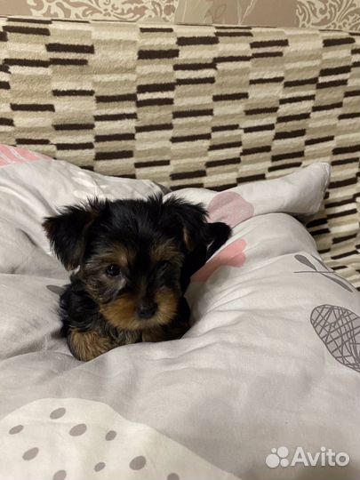 Йоркширский терьер