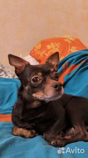 Вязка собак той терьеров