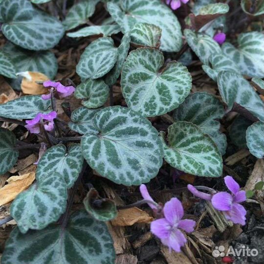 Фиалка корейская