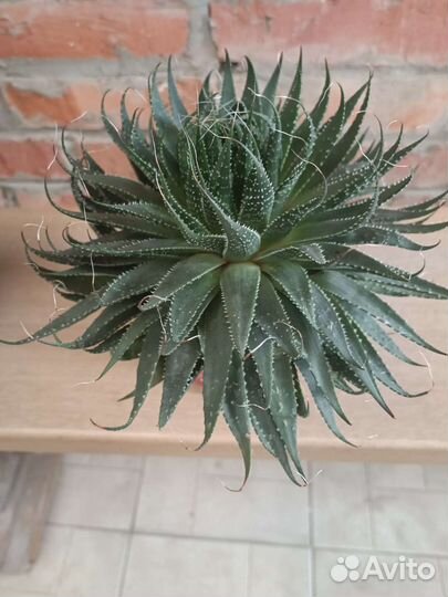 Фикус, молочай, замиокулькас, сансевьера