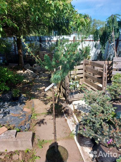 Лиственница европейская Корник на штамбе 90см