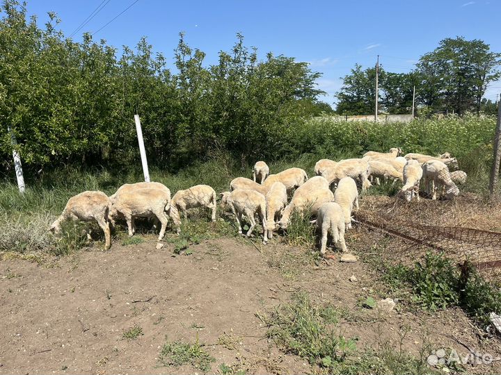 Овцы ягнята