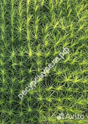 Сеянцы сосна ель зкс закрытая корневая система окс