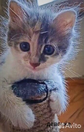 Котёнок-кошечка