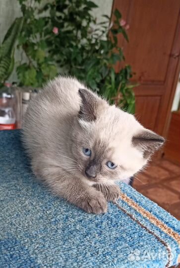 Сиамские котята